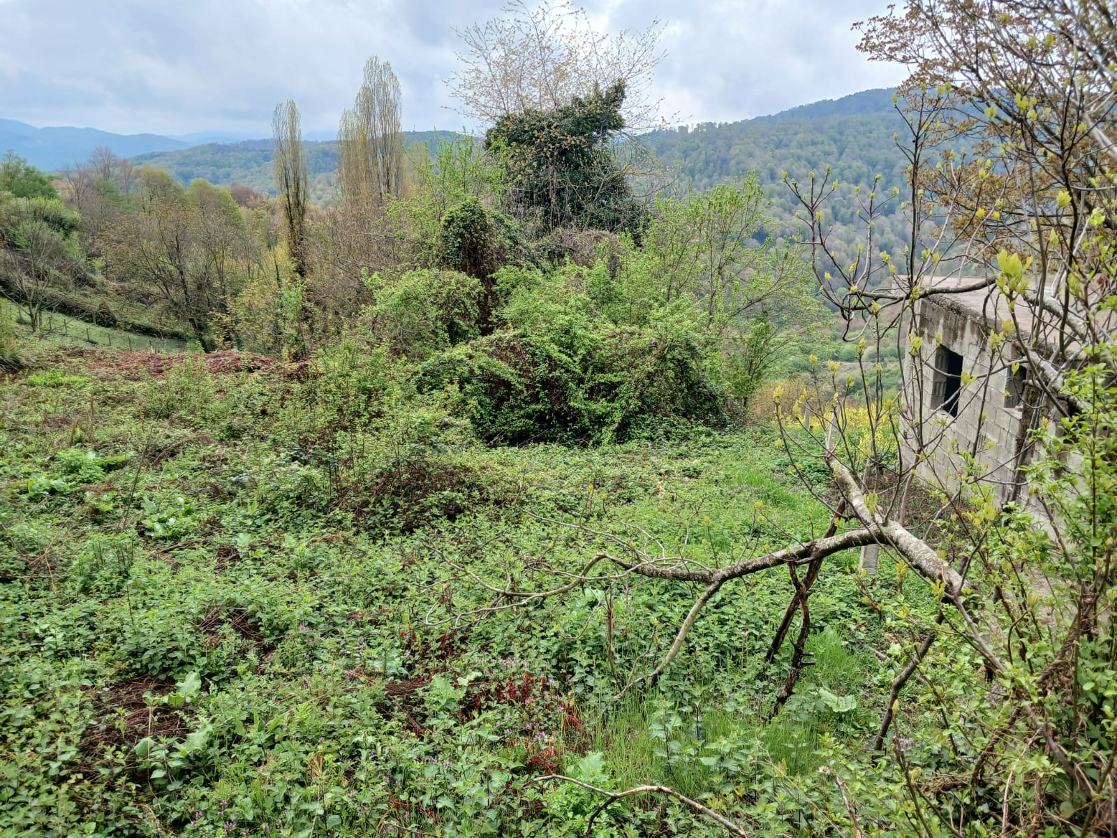       ZONGULDAK KİLİMLİ KURTKÖY DE 342M² BAHÇEMİZ SATILIKTIR - ZONGULDAK KİLİMLİ fotoğraf 13
